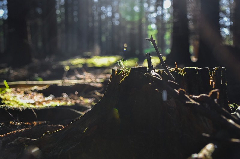 Living with the Consequences of Deforestation