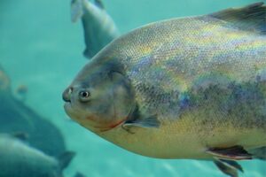 Pacu Fish